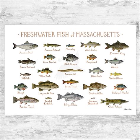 massachusetts freshwater fish species|Learn about freshwater mussels .